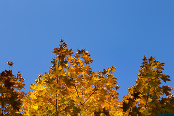 Colorful maple leaves on a blue sky background. Natural seasonal background.