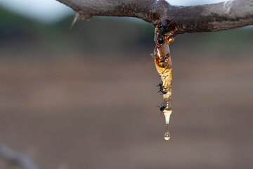 Acacia tree gum secretion, Vachellia nilotica, Satara, Maharashtra, India