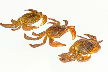 Small green tidal crabs or rice field crabs on white background.