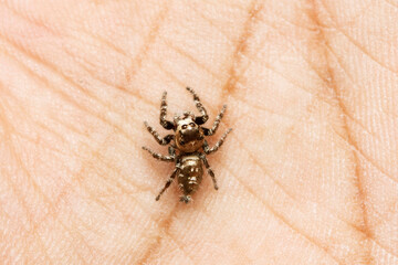 Dorsal of Male Jumping spider on hand, Male Hyllus semicupreus, Satara, Maharashtra, India