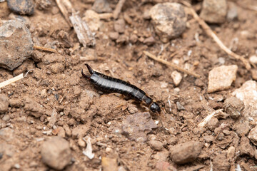 Common indian Earwig, Forficula auricularia, Satara, Maharashtra, India
