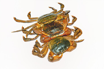 Small green tidal crabs or rice field crabs on white background.