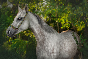 Portrait of an Arabian horse on a background of green forest