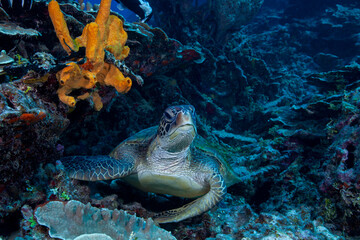 green sea turtle