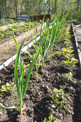Onions grow in a garden bed
