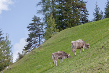 Obraz premium brown alpine cows in a green pasture in Dolomites area