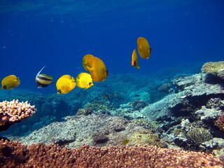 Butterfly fish. Masked butterfly fish - this butterfly fish grows up to 23 cm, is more often found...