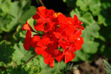 A close up of bright red geranium flower in the garden. Scarlet pelargonium with water drops on the petals on a sunny day