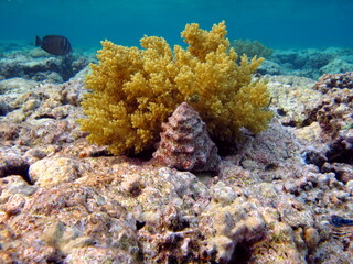 Beautiful coral reefs of the Red Sea.