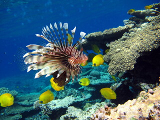 Lion Fish in the Red Sea.