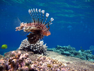 Lion Fish in the Red Sea.