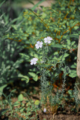Spring wildflowers are blooming. Green spring and summer background.