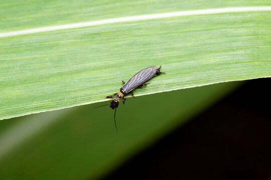 Webspinner insect, Oligotoma saundersii or Saunders' embiid Satara, Maharashtra India