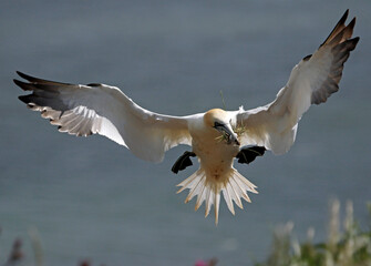 Northern gannets soaring above the cliffs at Bempton in Yorkshire