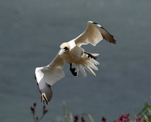 Northern gannets soaring above the cliffs at Bempton in Yorkshire
