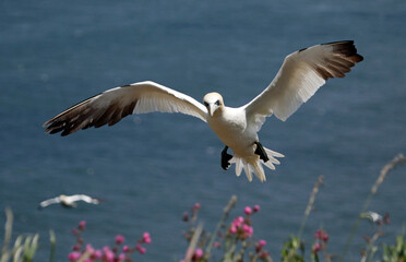 Northern gannets soaring above the cliffs at Bempton in Yorkshire