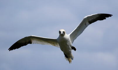 Northern gannets soaring above the cliffs at Bempton in Yorkshire