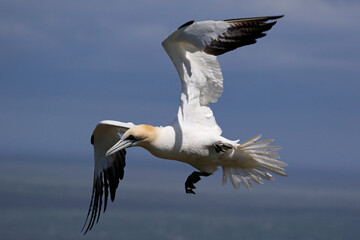 Northern gannets soaring above the cliffs at Bempton in Yorkshire