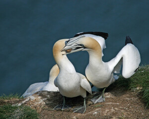 Northern gannets soaring above the cliffs at Bempton in Yorkshire