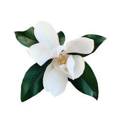 Obraz premium Beautiful fresh white magnolia flower with green leaves in full bloom.