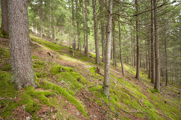 Obraz premium Wide view inside a pine forest in the Dolomites (Italy)