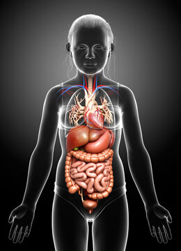 3d rendered medically accurate illustration of young girl Digestive System  and heart