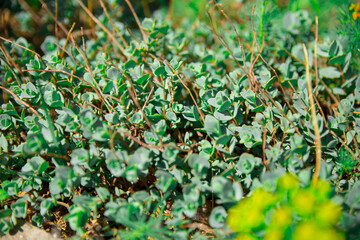 Green beautiful ochitok Sedum close-up. Decumbent perennial herb of the large family Crassulaceae. Green spring and summer background.