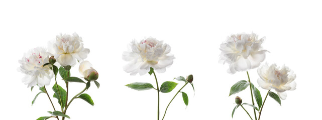 Set of beautiful peony flowers isolated on white background.