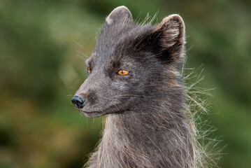Pribilof Islands Arctic Fox (Alopex lagopus pribilofensis) at St. George Island, Pribilof Islands, Alaska, USA