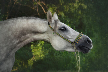 Portrait of an Arabian horse on a background of green forest