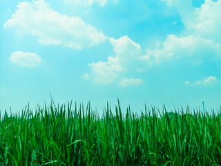 Green rice fields and blue sky and white clouds background.Bright blue and green grass.