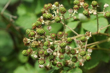 Blackberry fruits growing on a  Bramble bush, Rubus fruticosus, in the hedgerow in the UK.