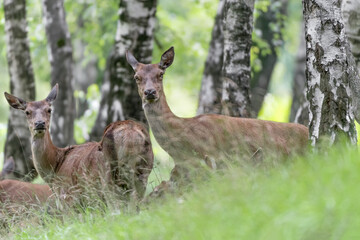 Red deer females in the woodland (Cervus elaphus)