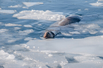 Steller's Sea Lion (Eumetopias jubatus) in harbour, Petropavlovsk-Kamchatsky, Kamchatka Peninsula, Russia