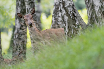 Red deer female in the woods (Cervus elaphus)
