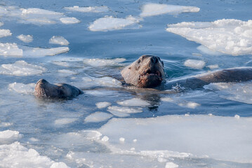 Obraz premium Steller's Sea Lion (Eumetopias jubatus) in harbour, Petropavlovsk-Kamchatsky, Kamchatka Peninsula, Russia