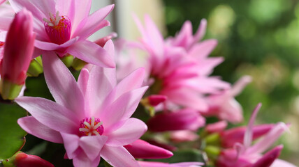 Obraz premium Blooming zygocactus Schlumbergera on a blurred background of a summer garden