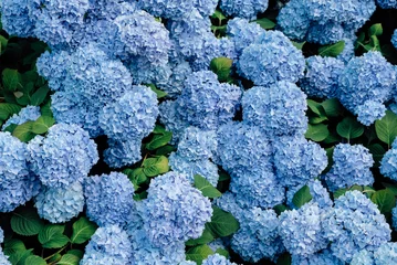 Fotobehang Hortensia Beautiful fresh blue hydrangea flowers blooming in the garden.  © Iryna