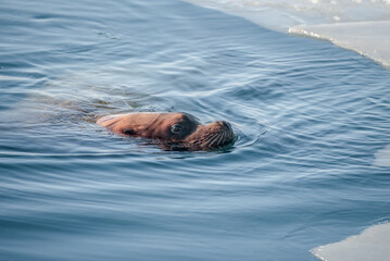 Obraz premium Steller's Sea Lion (Eumetopias jubatus) in harbour, Petropavlovsk-Kamchatsky, Kamchatka Peninsula, Russia