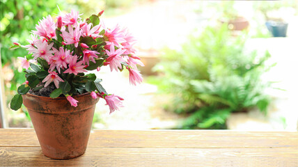 Blooming zigocactus Schlumbergera in a ceramic pot on the window on a blurred background of a summer garden