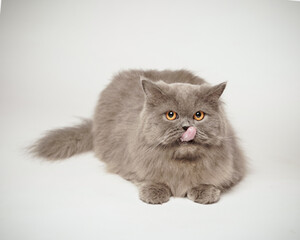 Fototapeta premium Persian cat is licking. Persian cat sticks out its tongue like a human. the cat seemed to be greeting with its tongue sticking out. cat expression is funny, like mocking.