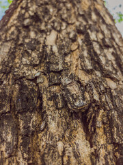 Beautiful natural background. Close-up bottom view of the tree trunk bark and branches. Vintage and faded matt style colour in tinted photo. Ideal for use in vertical design, wallpaper