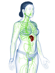 3d rendered medically accurate illustration of a female lymphatic system