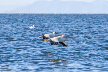 American White Pelican (Pelecanus erythrorhynchos) on Salton Sea, Imperial Valley, California, USA