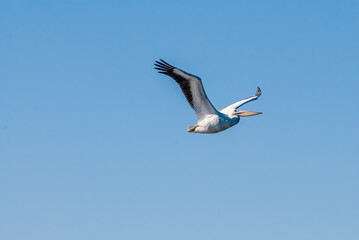 American White Pelican (Pelecanus erythrorhynchos) on Salton Sea, Imperial Valley, California, USA