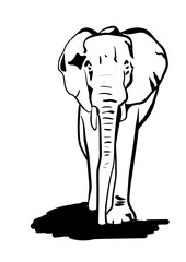 an elephant on the white