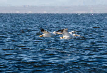 American White Pelican (Pelecanus erythrorhynchos) on Salton Sea, Imperial Valley, California, USA
