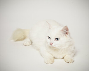 Persian cat who was turning his head, as if he saw something strange. This cat smells an attention-grabbing scent to hunt it. a very serious cat expression.