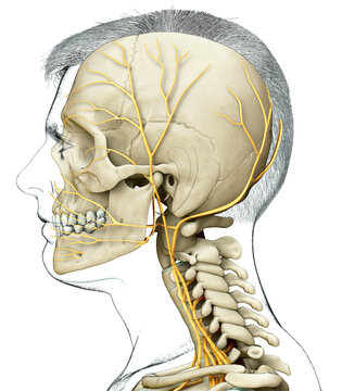 3d rendered medically accurate illustration of male head  nervous system and skeleton system
