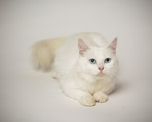 Fototapeta premium the white cat sits while looking at the camera, the cat is stylish on a white background.
